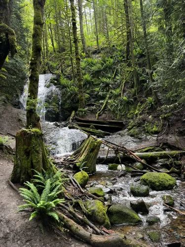 10 Best Waterfall Trails in Cougar Mountain Regional Wildland Park | AllTrails