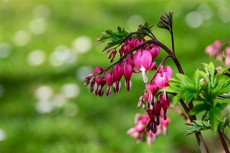 Plantes vivaces avec des fleurs qui ressemblent à des clochettes roses