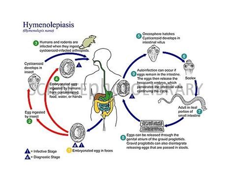 Hymenolepis Diminuta Life Cycle