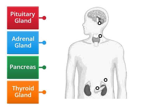 Endocrine System Diagram - Labelled diagram