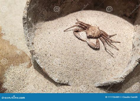 Ancient prehistoric crab stock image. Image of vacation - 111156489