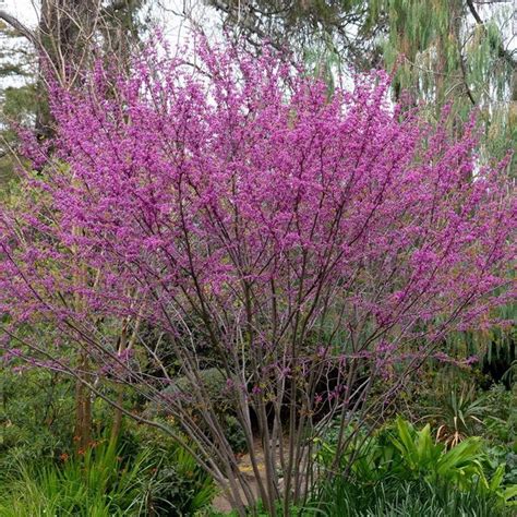 Cercis Occidentalis California Redbud Tree Seeds Pink To Magenta