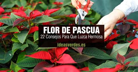 22 Cosas Que Debes Saber Para El Cuidado De La Flor De Pascua Ideas