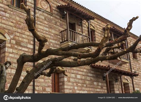 Naked Tree Front Christian Orthodox Monastery Virgin Mary Malevi