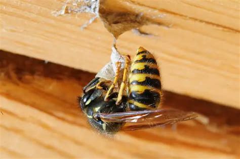 Why Does Soap Kill Wasps