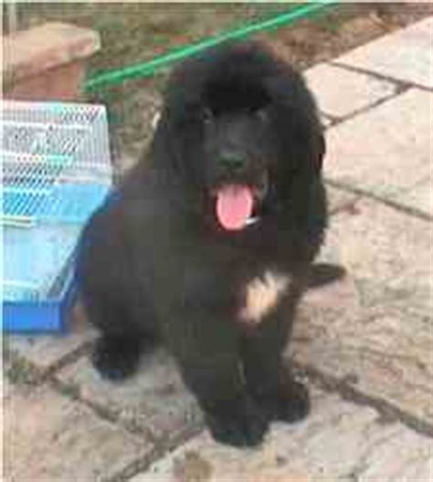 Newfoundland dog breeders