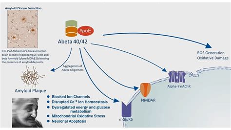 Alzheimer S Disease App Processing Amyloid Plaque Formation Youtube