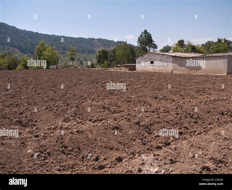 Guatemala Corn Field Hi Res Stock Photography And Images Alamy