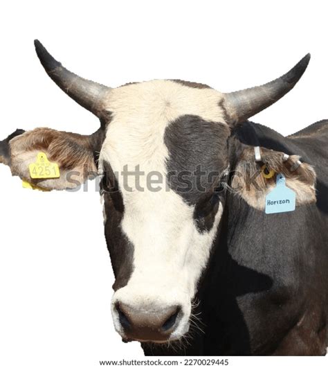 Bull Dairy Livestock Facility Stock Photo 2270029445 | Shutterstock