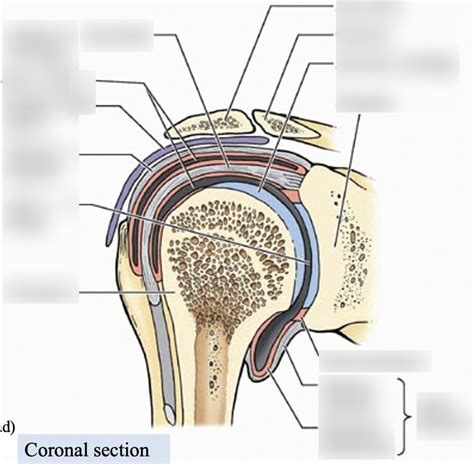 Coronal Cross Section Of Shoulder Diagram Quizlet