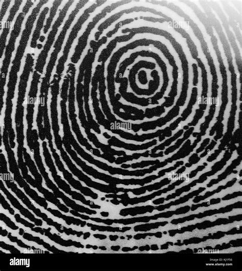 Whorl fingerprint Black and White Stock Photos & Images - Alamy