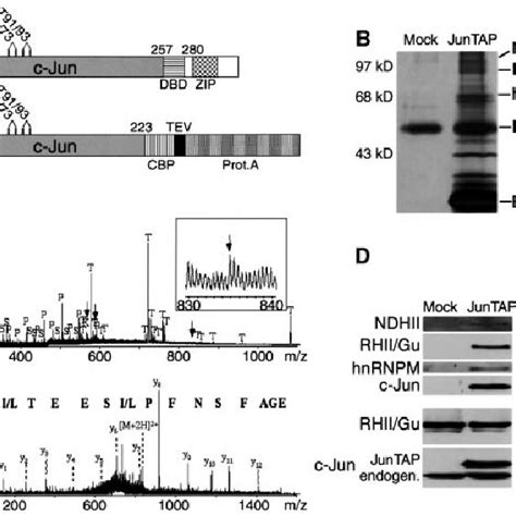 Identi®cation Of The C Jun Binding Protein Complex By Tap Puri®cation Download Scientific