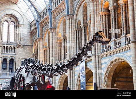 England, London, Kensington, Natural History Museum, Dinosaur Stock ...