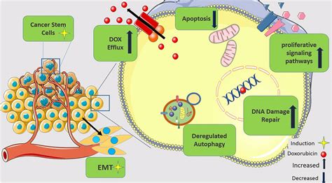 Intricate Molecular Mechanisms Of Doxorubicin Dox Download