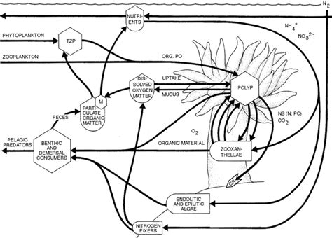 16 Nutrient And Energy Flow Diagram Of A Coral Reef After Ott 1988