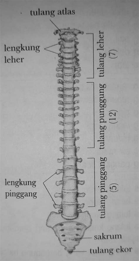 tulang penyusun rangka tubuh manusia arena edukasi