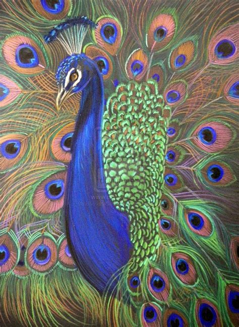 Peacock Prismacolor 2 By Houseofchabrier On Deviantart Peacock Art