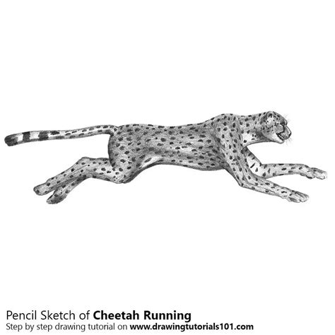 Cheetah Running Pencil Drawing - How to Sketch Cheetah Running using ...