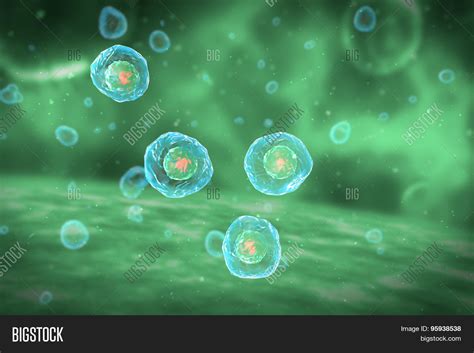 Cell Division Stages Image & Photo (Free Trial) | Bigstock