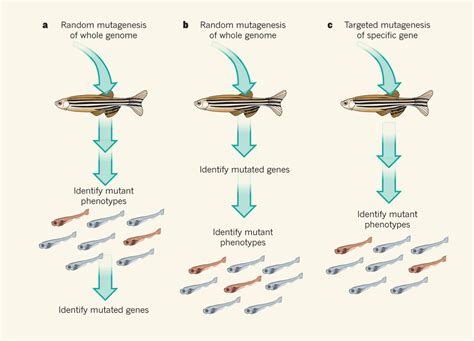 基因组学突破性成果：斑马鱼序列解析 生物通