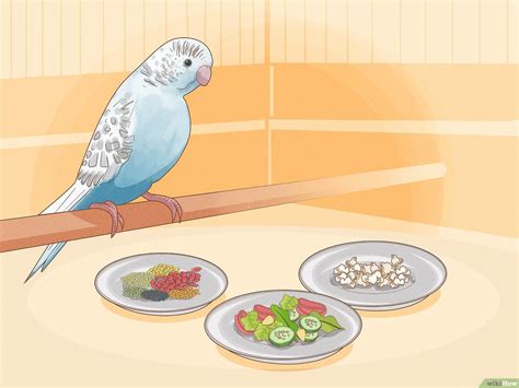 How To Make Hand Feeding Formula For Baby Budgies - gettycommerce