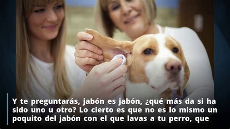 Mi Perro ha Comido JABÓN qué puedo hacer Consejos y Precauciones