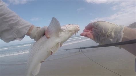 Fly Fishing Torrey Pines Beach San Diego Corbina Youtube