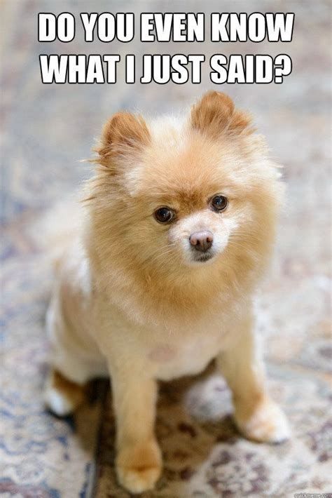 16 Pomeranian Memes That Will Keep You Laughing For Hours Pomeranian