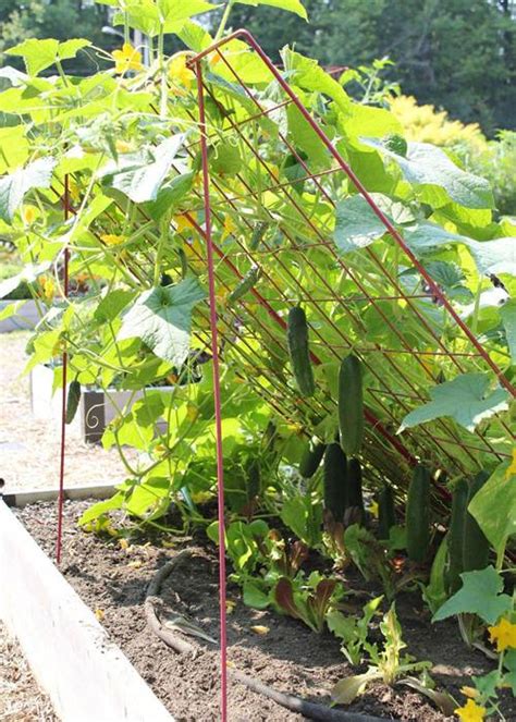 Cucumber Trellis Keep Cucumber and Zucchini Vines Off the Ground