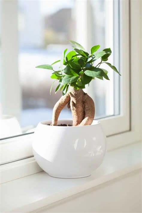 How To Take Care Of A Bonsai Treefor Beginners