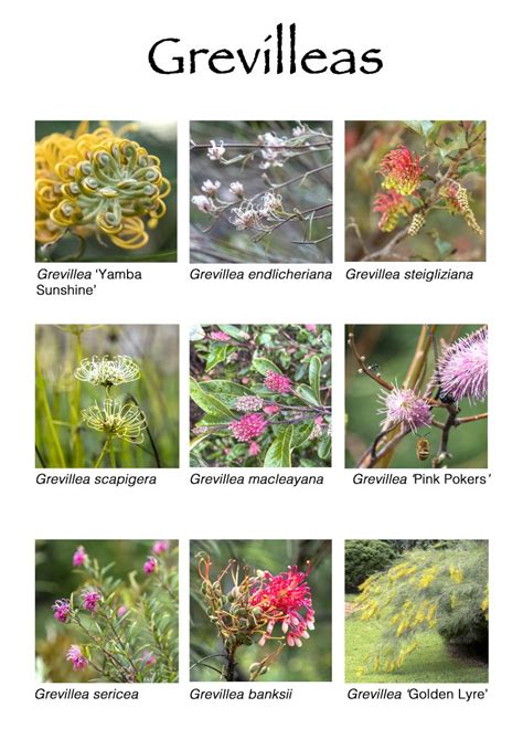 Grevillea Samples 2 Australian Plants Society