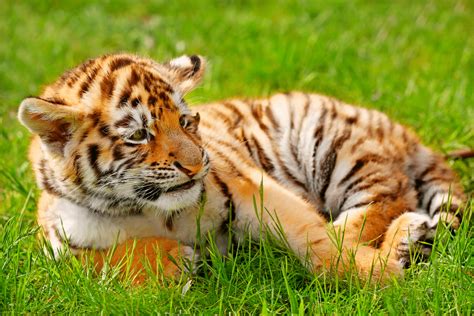 Comment appelle-t-on le bébé tigre