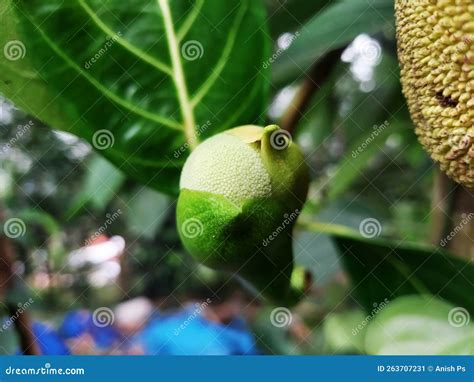 Closeup View of a Jackfruit Flower and Young Jackfruit Stock Image ...