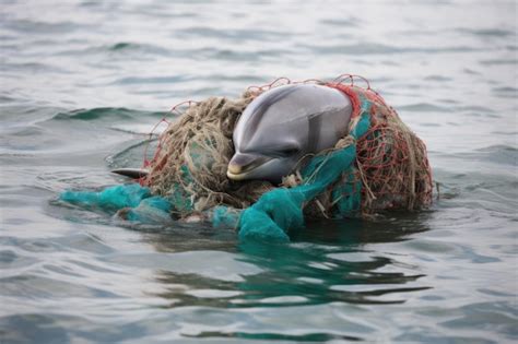 Premium Ai Image Dolphin Entangled In Fishing Net