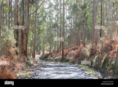 Bosque De Tasmania Al Sur De Goma Azul Blue Gum O Blue Gum Eucalyptus