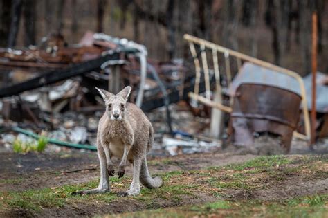 Buschfeuer Australien nach den Bränden Natur kehrt zurück Bild