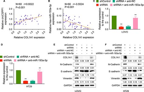 Frontiers Circcspp1 Functions As A Cerna To Promote Colorectal