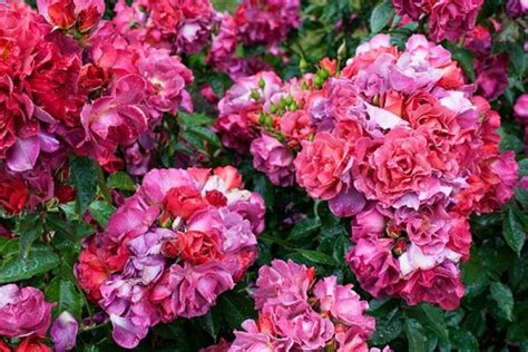 Easiest Roses To Grow Foolproof Rose Growing Guide Plant Instructions