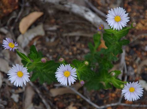 Olearia Rudis Foxes Lair Nature Reserve Narrogin Wa Flickr