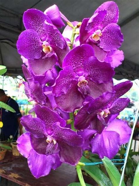 Orquídea Vanda Veja como Cultivar e 41 Arranjos Inspiradores