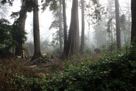 5184x3456 cycling, path, misty, fog, forest road, wilderness, foggy ...