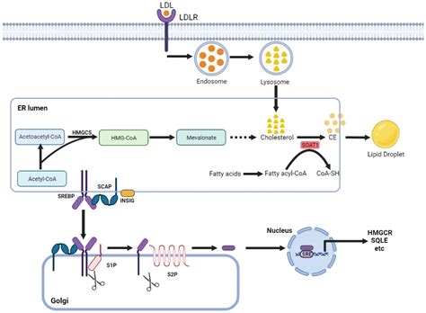 Frontiers Targeting Sterol O Acyltransferase To Disrupt Cholesterol