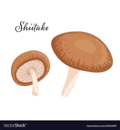 Japanese shiitake mushroom cartoon Royalty Free Vector Image