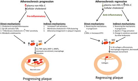 Frontiers Dynamic Aspects Of Macrophage Polarization During