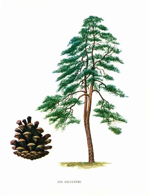 1967 Scots Pine Print Pinus Sylvestris Vintage Botanical Illustration