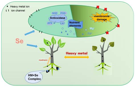 Plants Free Full Text Selenium Regulates Antioxidant