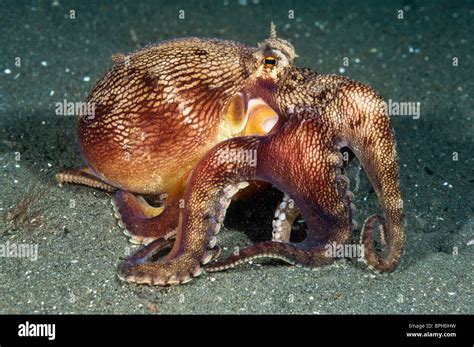 Veined octopus, Lembeh Strait, Sulwesi, Indonesia Stock Photo - Alamy