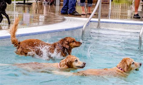 Golden Retrievers & Swimming: A Complete Safety Guide