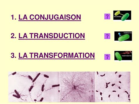 PPT SECTION 4 PARTIE GENETIQUE MICROBIENNE PowerPoint Presentation