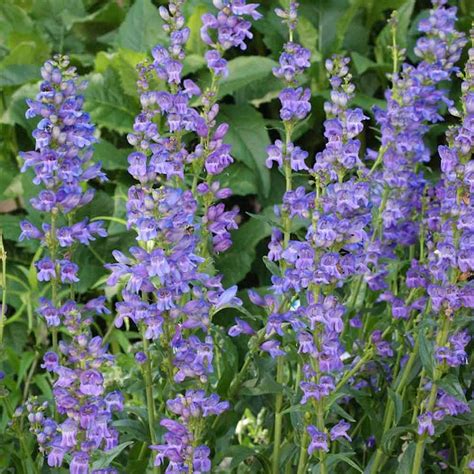 Penstemon Strictus